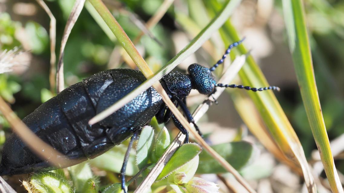 Meloe proscarabaeus - közönséges nünüke