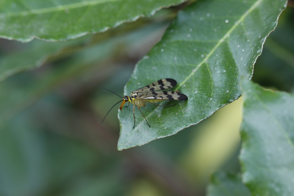 Panorpa communis/vulgaris