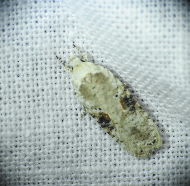 Agonopterix alstromeriana - bürök-laposmoly