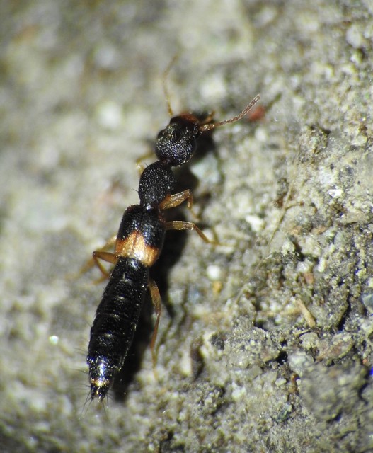 Astenus procerus - karcsú köviholyva