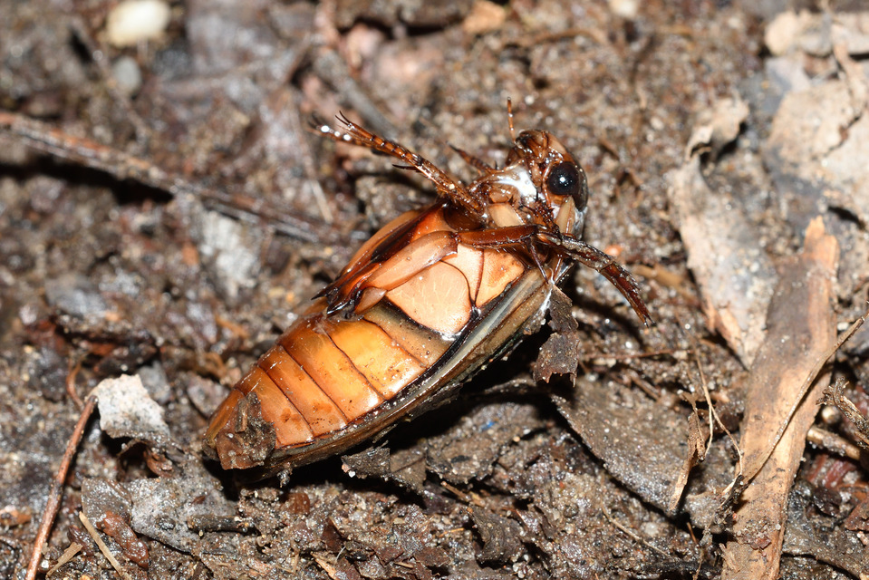 Dytiscus marginalis - szegélyes csíkbogár