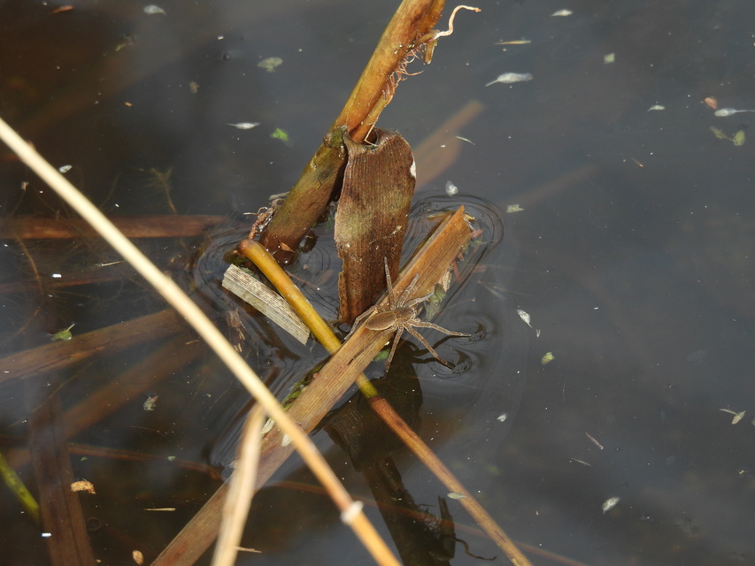 Dolomedes plantarius/fimbriatus