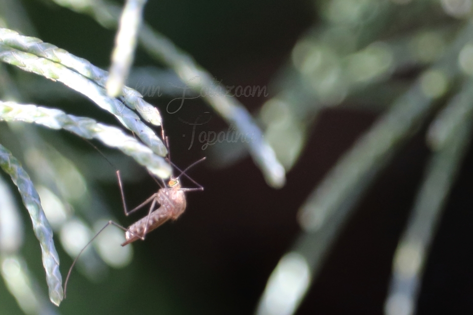 Culicidae - csípőszúnyogok