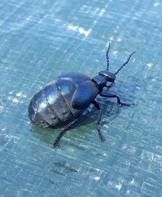 Meloe proscarabaeus - közönséges nünüke