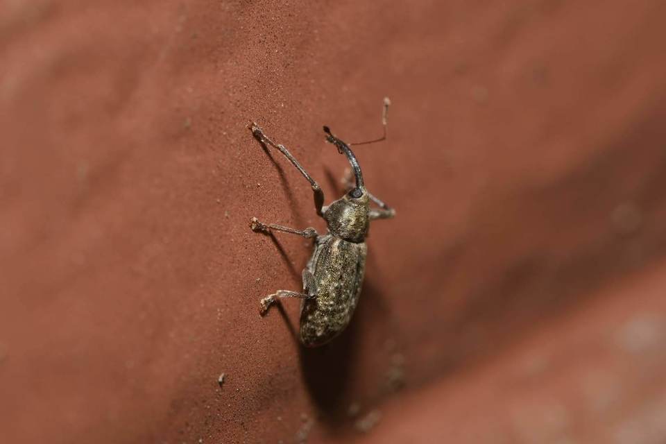 Dorytomus longimanus - kétalakú hangormányos