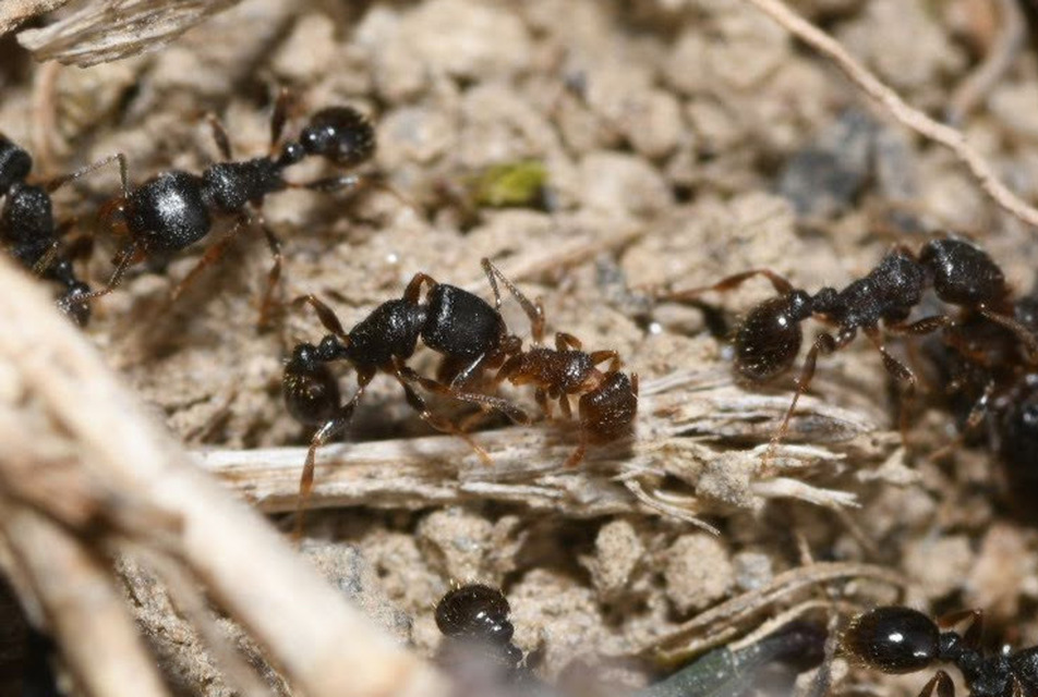 Tetramorium