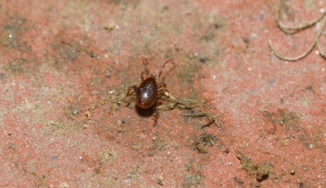 Parasitidae