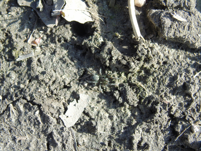 Arctosa
