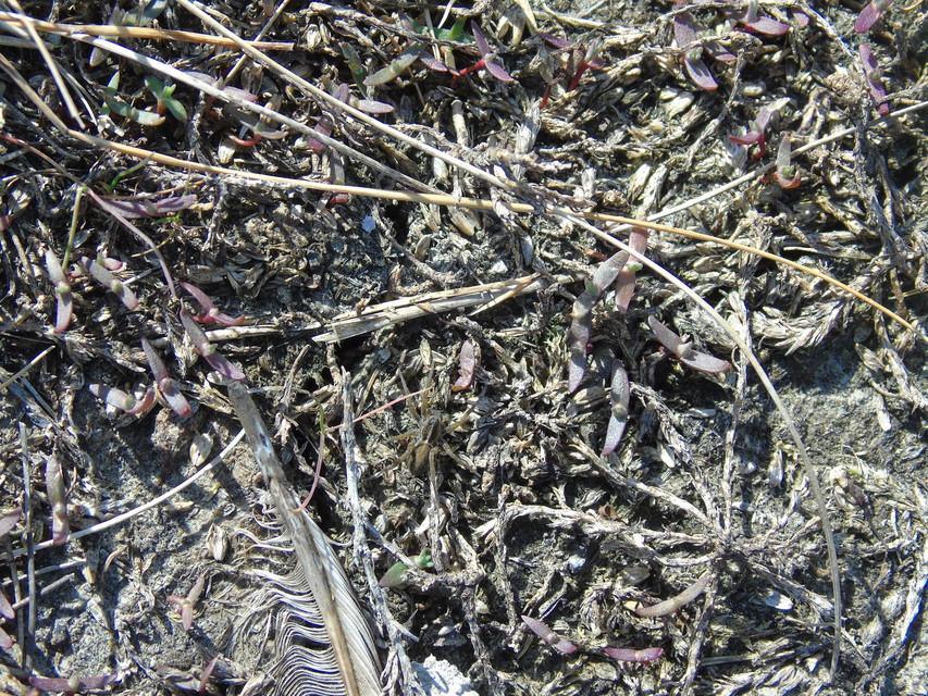Trochosa