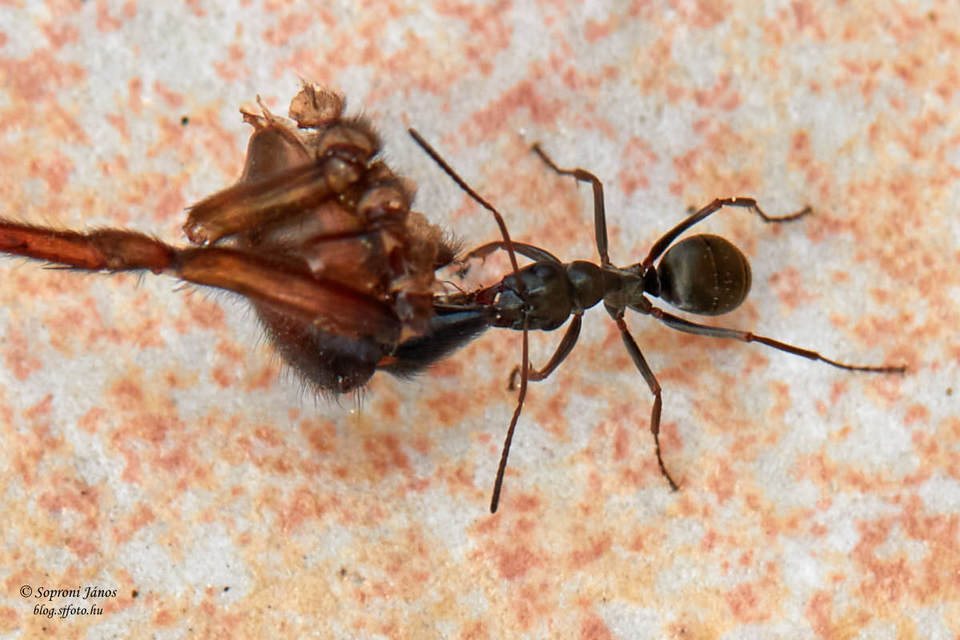 Formica fusca - kormos rabszolgahangya