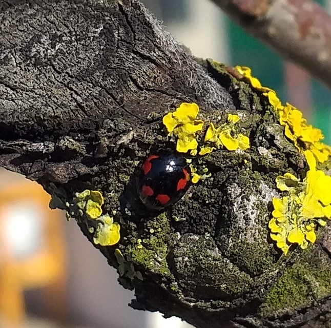 Exochomus quadripustulatus - négyfoltos szerecsenkata