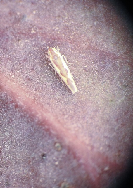 Zygina