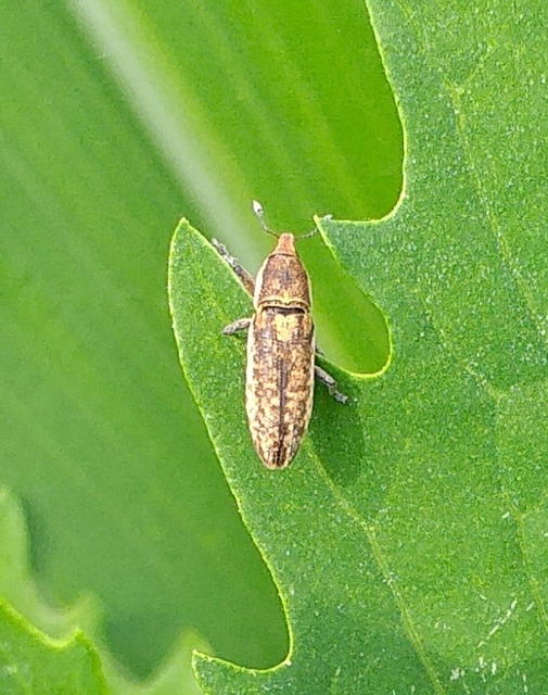 Lixus subtilis - disznóparéj-dudvabarkó