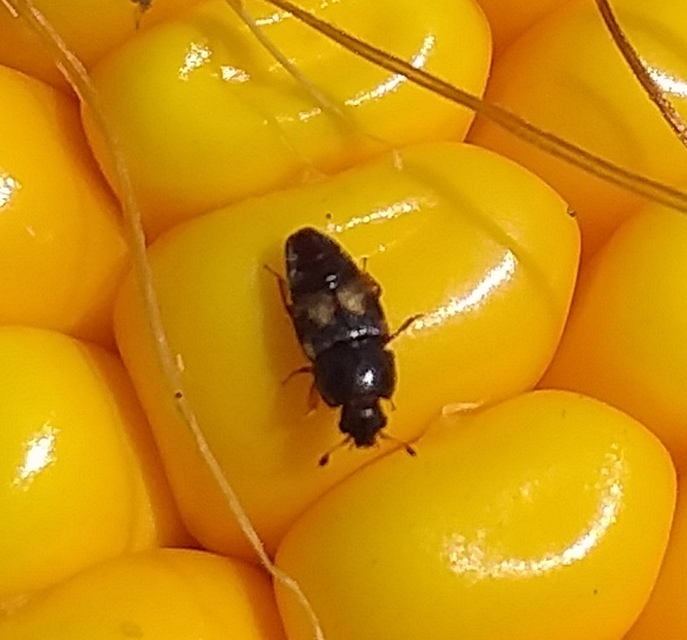 Carpophilus hemipterus - kétszínű gyümölcsfénybogár Carpophilus hemipterus - kétszínű gyümölcsfénybogár
