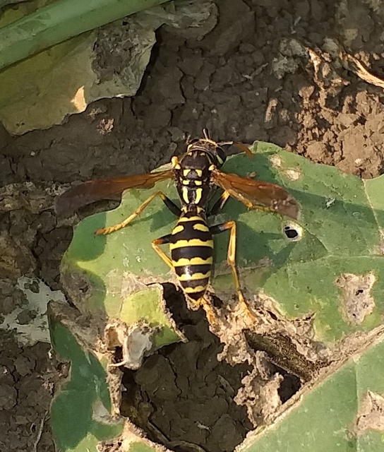 Polistes dominulus - déli papírdarázs