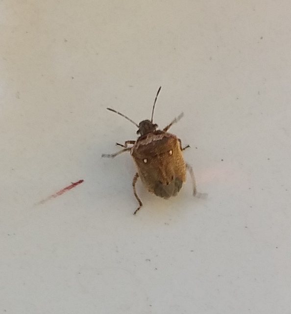 Eysarcoris ventralis - fakó feketefejű-poloska Eysarcoris ventralis - fakó feketefejű-poloska