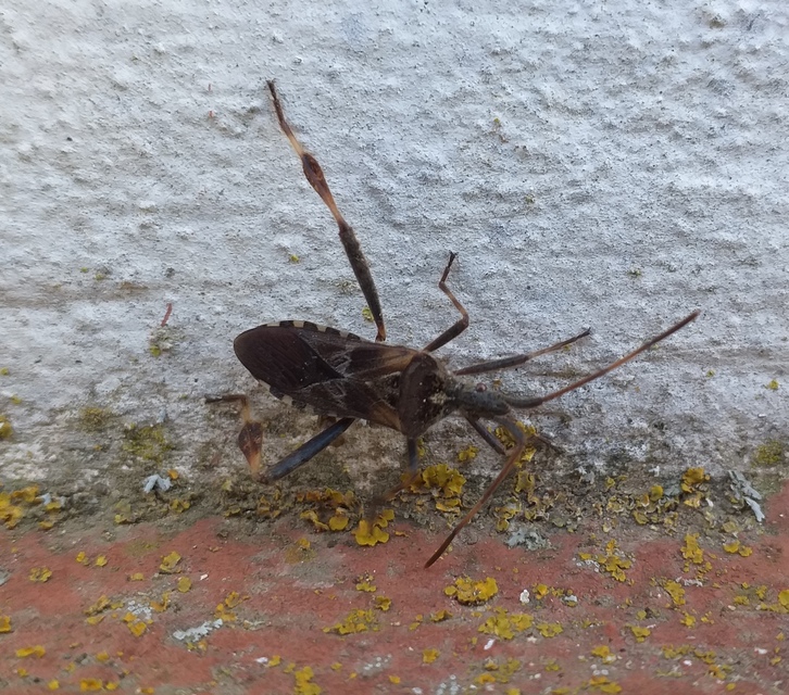Leptoglossus occidentalis - nyugati levéllábú poloska