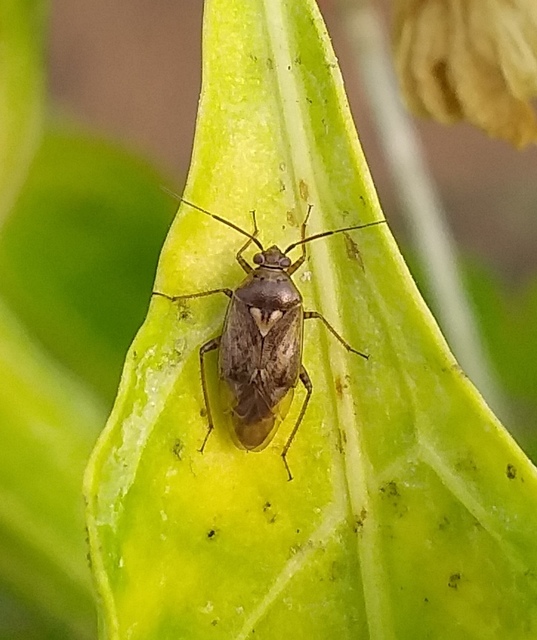 Lygus rugulipennis - molyhos mezeipoloska