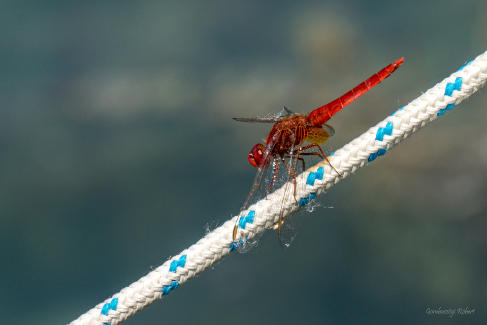Crocothemis erythraea - skarlát szitakötő