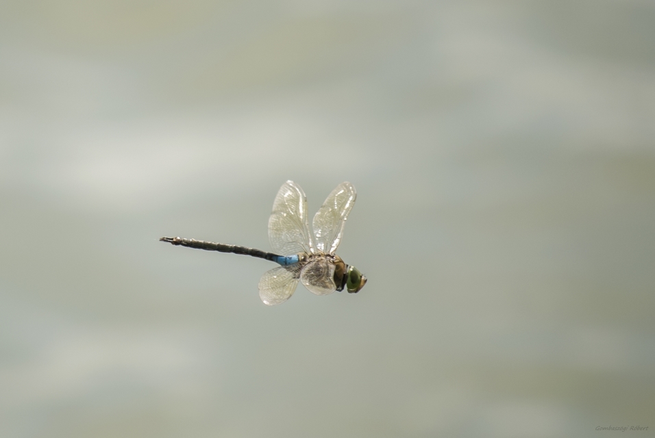 Anax parthenope - barna óriásacsa