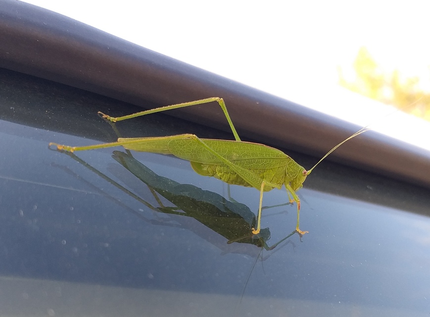 Phaneroptera nana - pontozott repülőszöcske