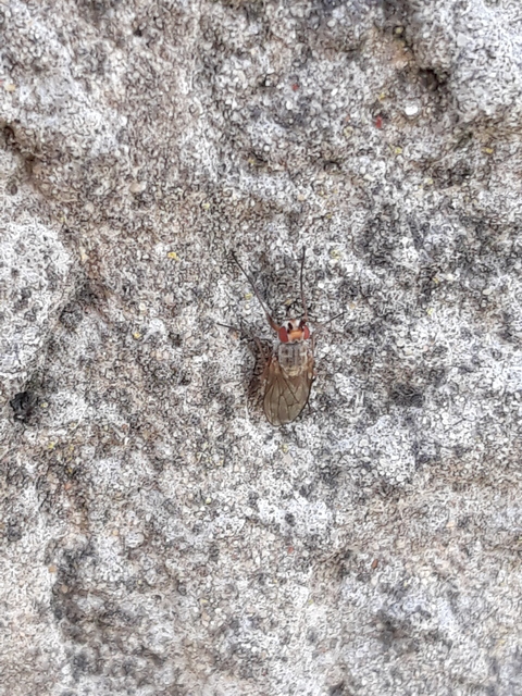 Heleomyzidae - tüskésszárnyú legyek