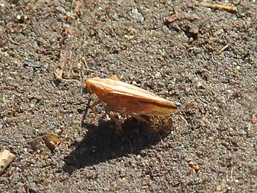 Delphacidae - sarkantyús kabócák