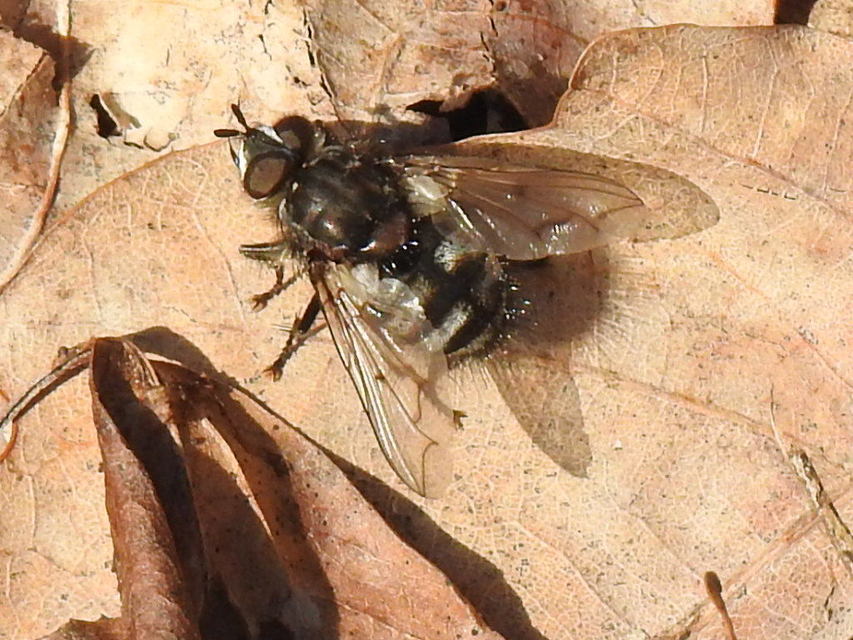 Ernestia puparum