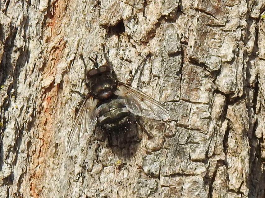 Ernestia puparum