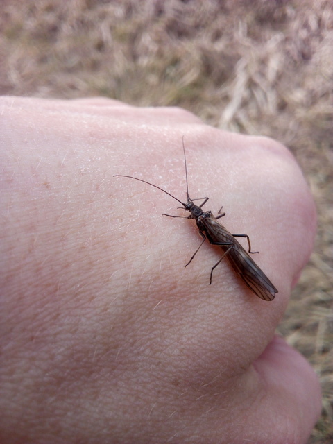 Taeniopterygidae