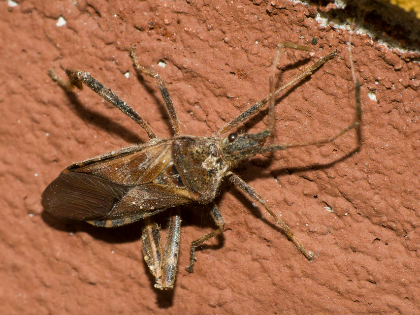Leptoglossus occidentalis - nyugati levéllábú poloska