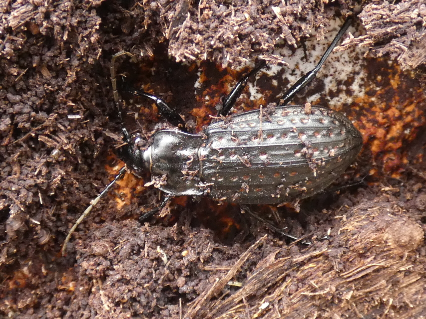 Carabus clathratus auraniensis - szárnyas futrinka