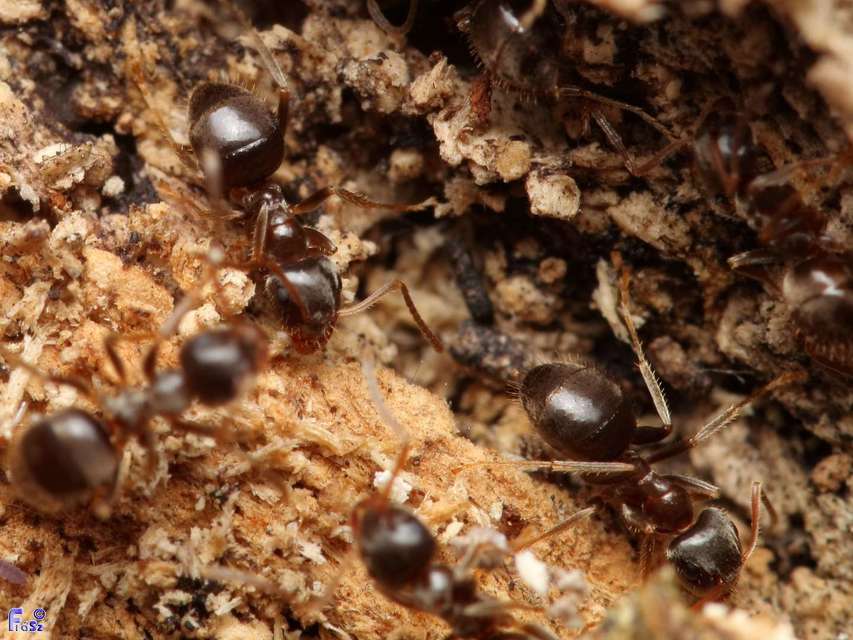 Lasius platythorax - erdei feketehangya