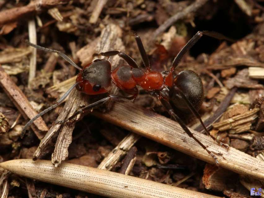 Formica pratensis - réti vöröshangya