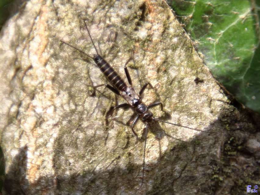 Zwicknia bifrons