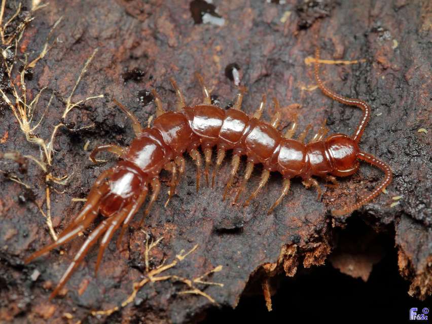 Lithobius