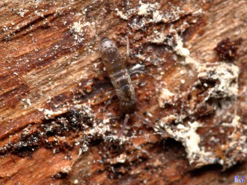Tomoceridae
