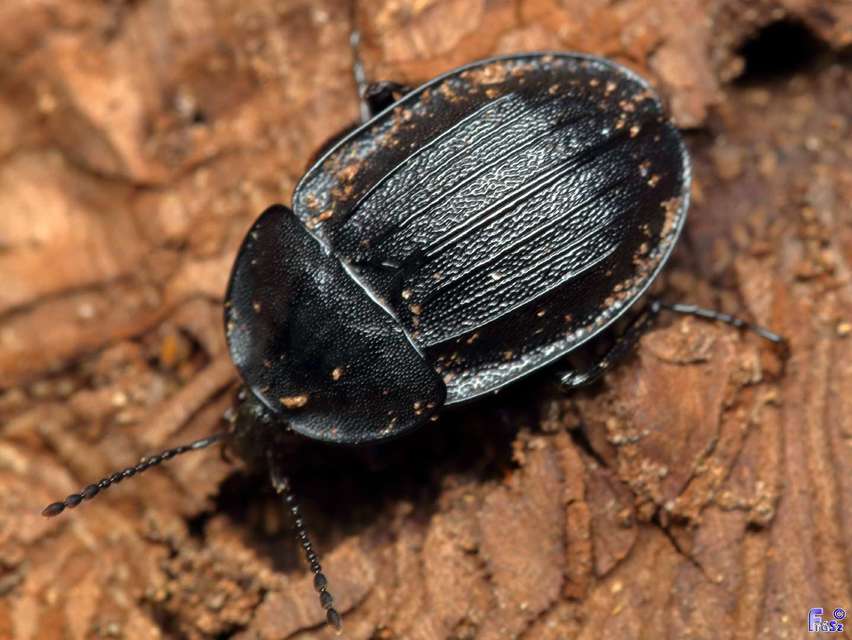 Phosphuga atrata - bordás csigarabló