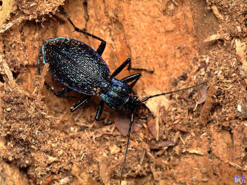 Carabus intricatus - kék laposfutrinka