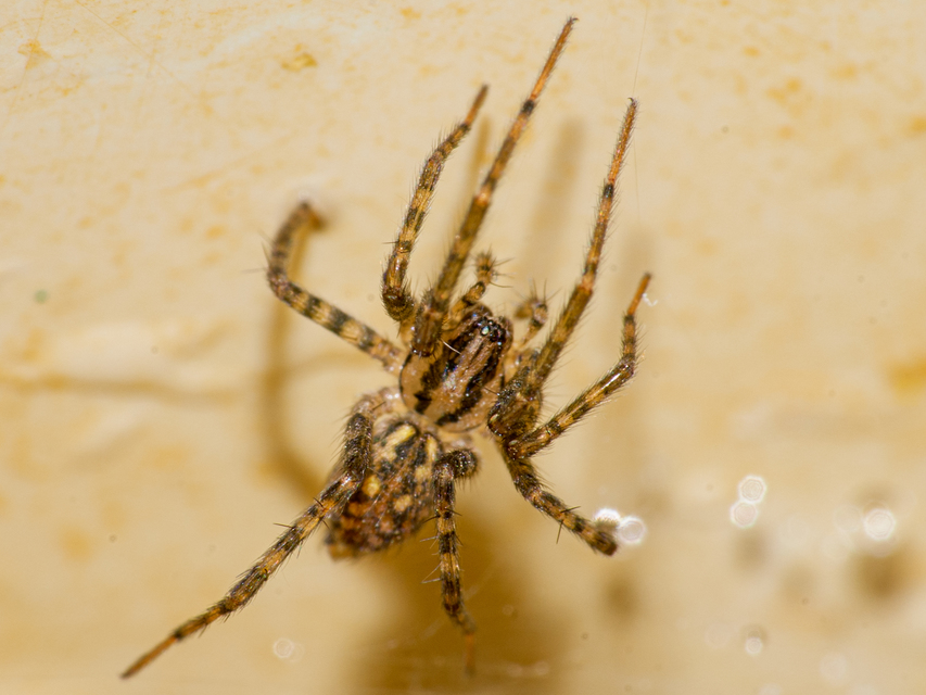 Tegenaria
