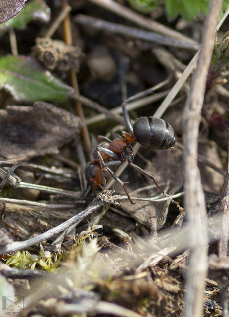 Formica pratensis - réti vöröshangya