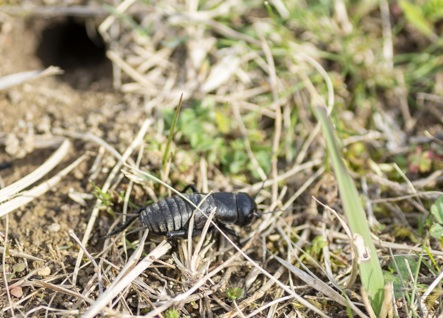 Gryllus campestris - mezei tücsök