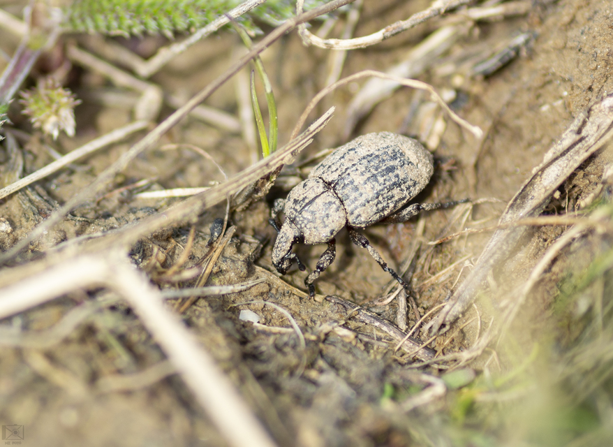 Minyops variolosus - nyugati bordásormányos