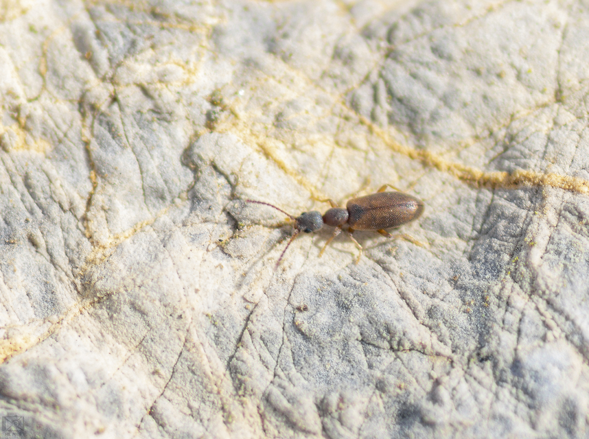 Endomia tenuicollis - keskenynyakú fürgebogár