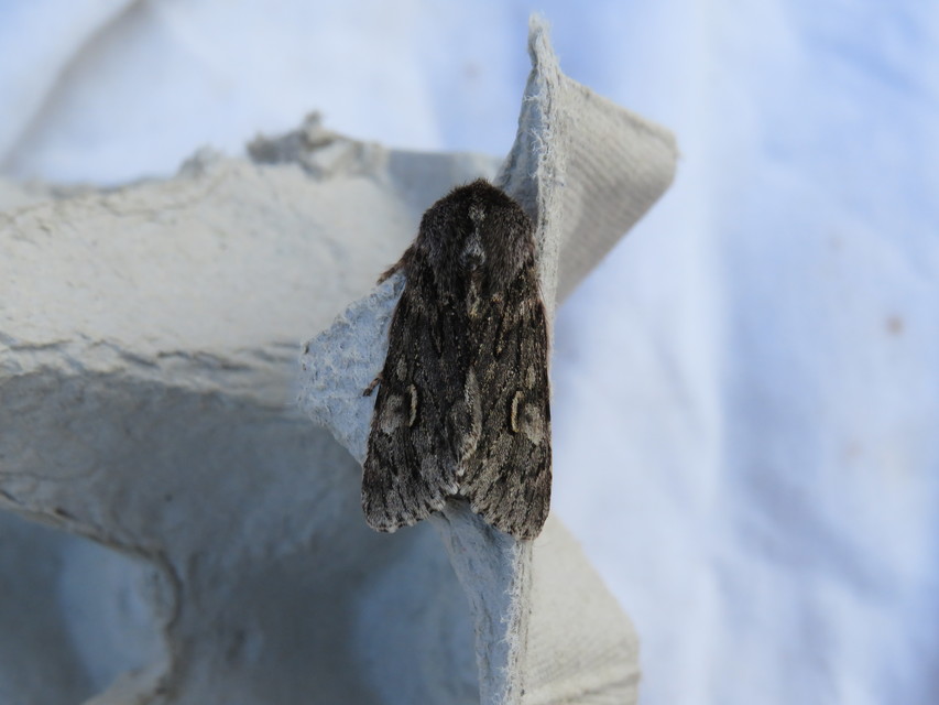 Brachionycha nubeculosa - zömök fésűsbagoly
