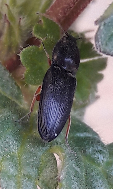 Cardiophorus erichsoni - sötét szívespattanó
