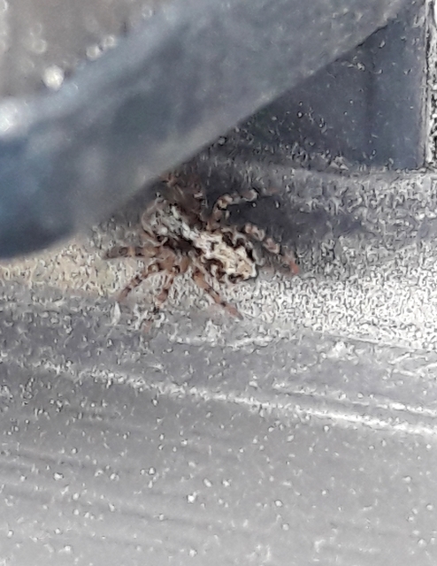 Pseudeuophrys