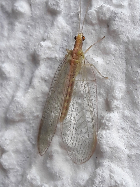 Chrysopidae - zöldfátyolkák