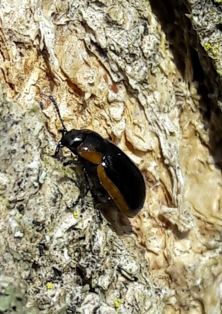 Prasocuris marginella - szegélyes boglárkalevelész