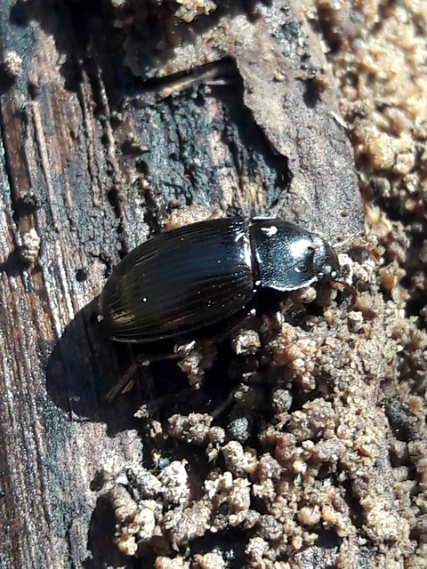 Nalassus dermestoides - rövidszárnyú gyászbogár